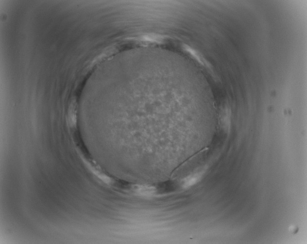 X0000081310719200701251743