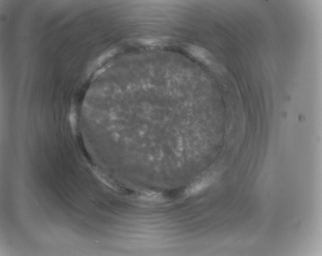 X0000081310720200701251743