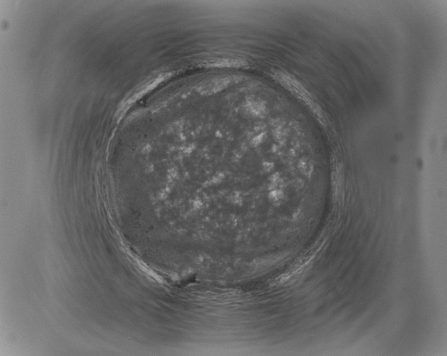 X0000081310721200701251742