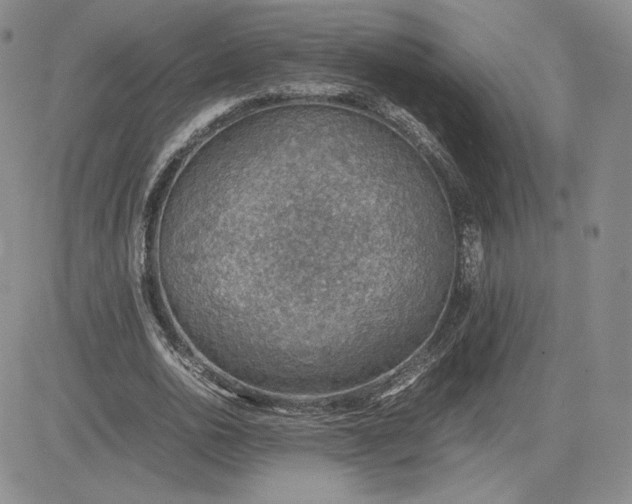 X0000081310726200701251742