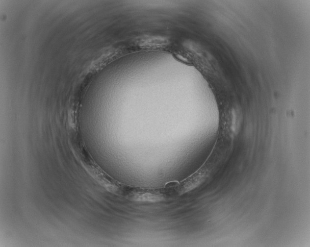 X0000081310755200701251742