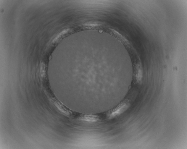 X0000081310758200701251743