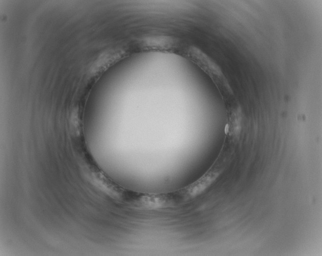 X0000081310764200701251743