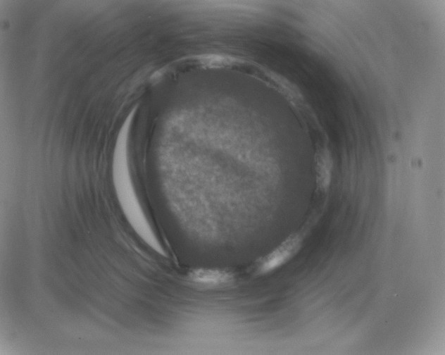 X0000081310766200701251743