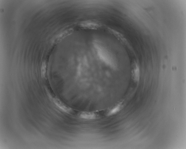 X0000081310767200701251743