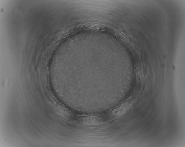 X0000081310769200701251742