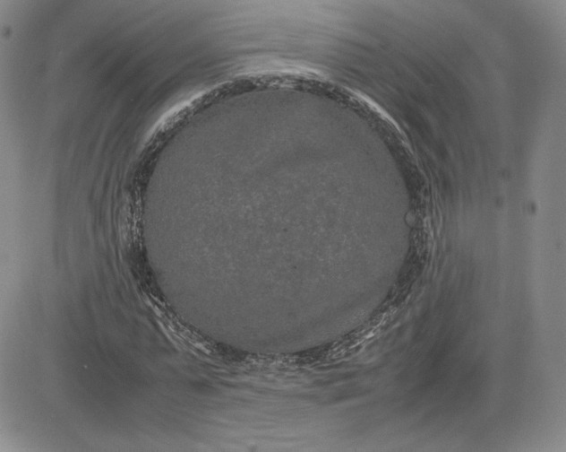 X0000081310775200701251742