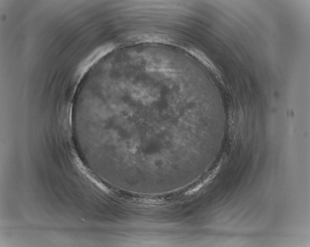 X0000081310790200701251742