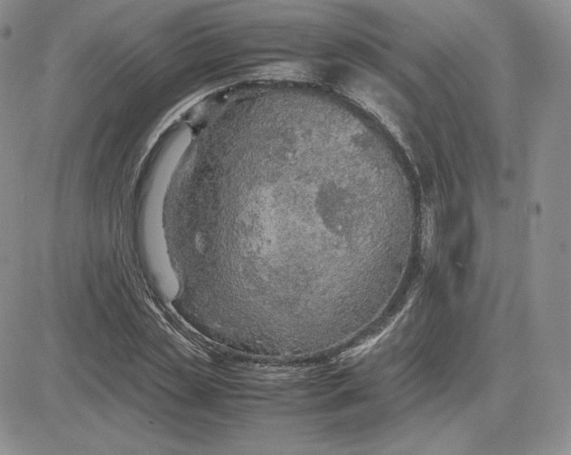 X0000081310829200701251741