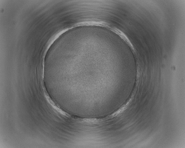 X0000081310844200701251741