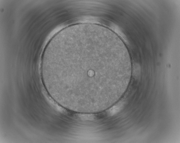 X0000081310856200701251741