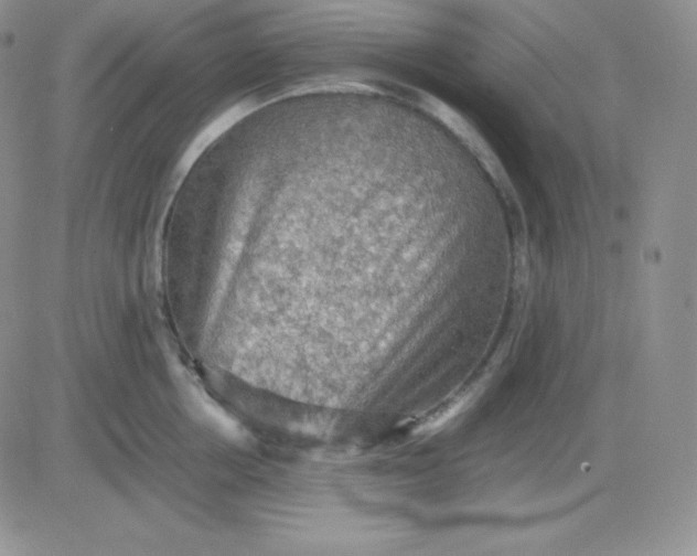 X0000081310858200701251741