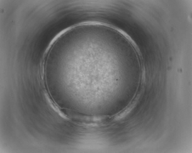 X0000081310862200701251741