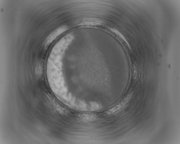 X0000081310874200701251740