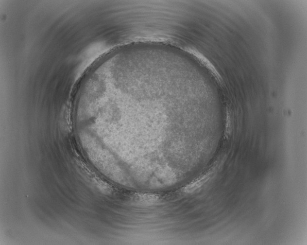 X0000081310878200701251740