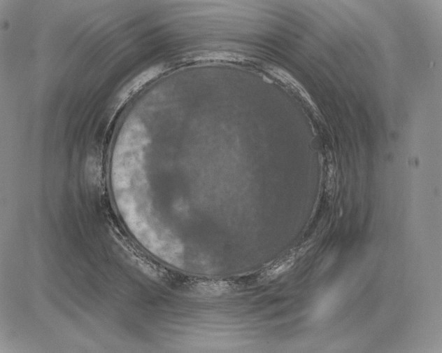 X0000081310882200701251740