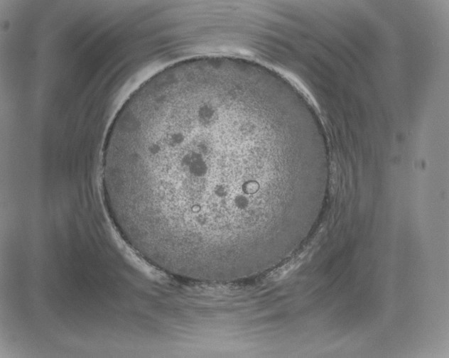 X0000081310895200701251740