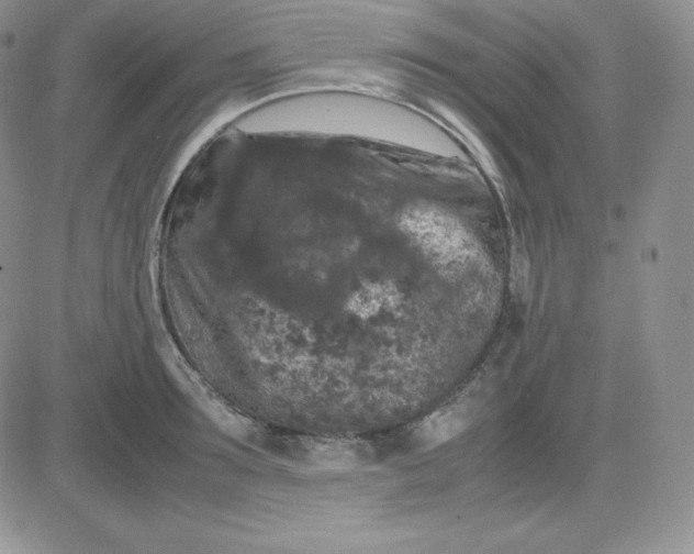 X0000081310899200701251740