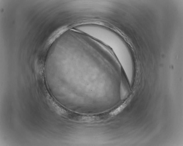 X0000081310985200701251738