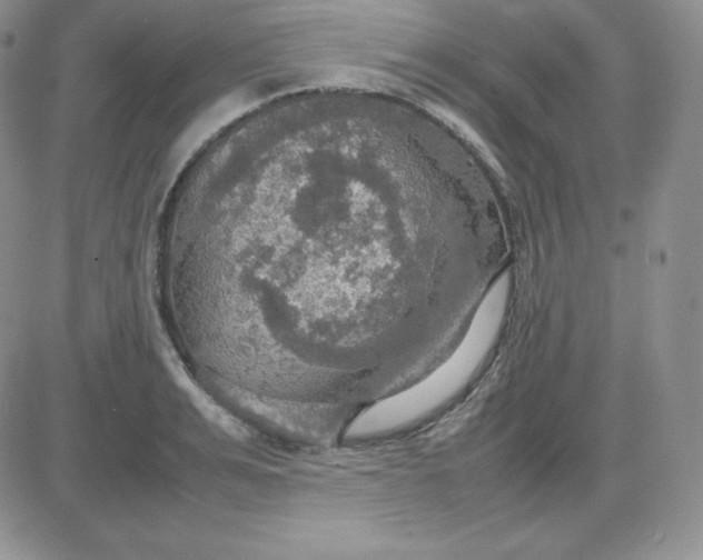 X0000081310991200701251738