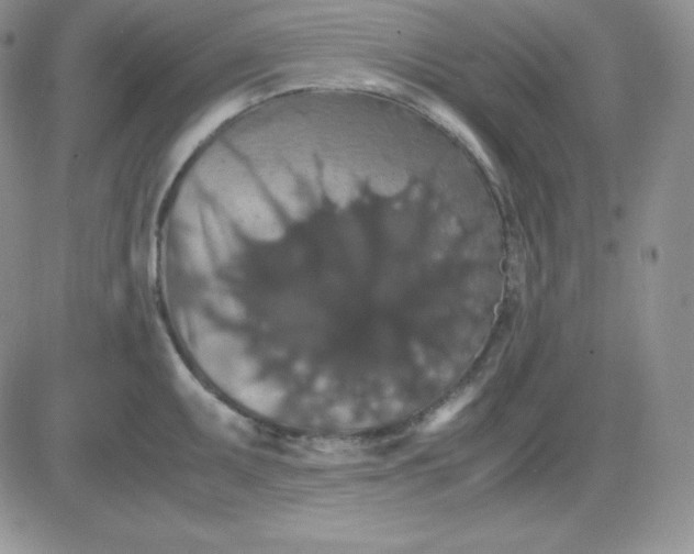 X0000081311095200701251737