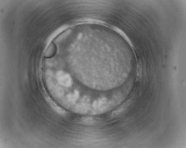 X0000081311098200701251737