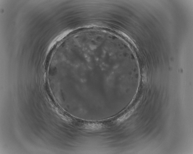 X0000081311117200701251736