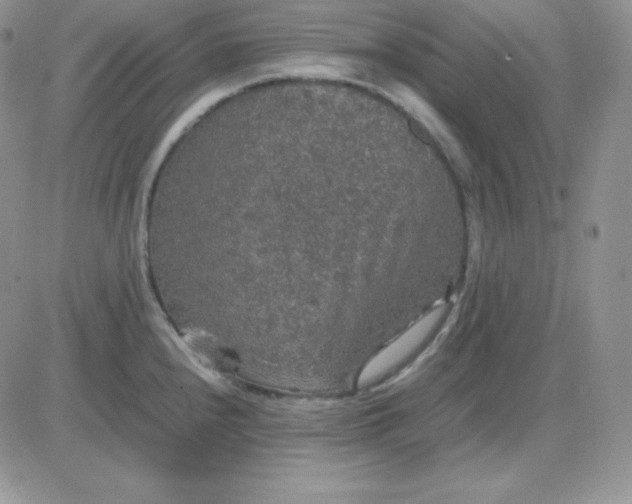 X0000081311240200701251735