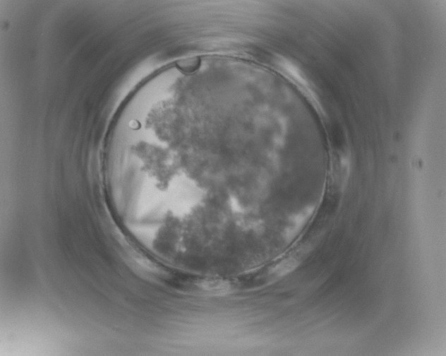 X0000081311291200701251733