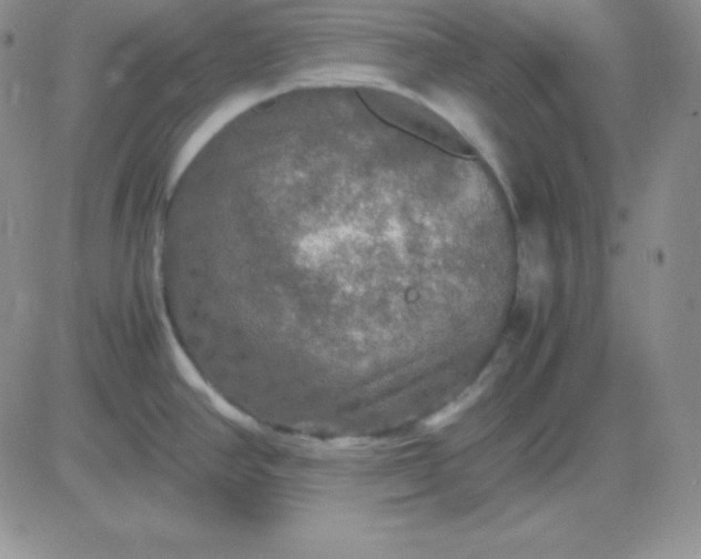 X0000081311390200701251732