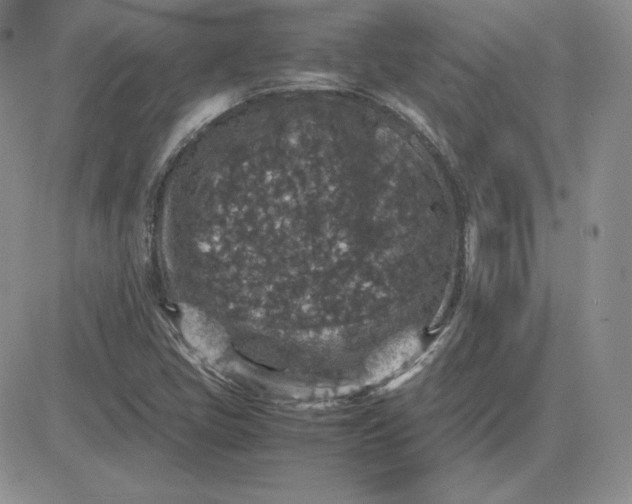 X0000081311405200701251731