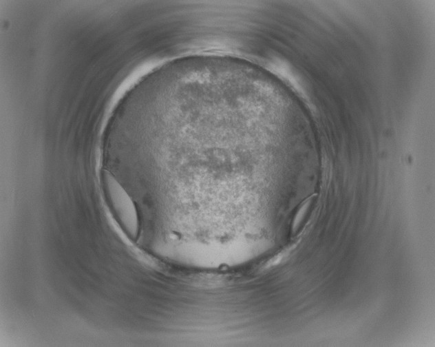 X0000081311424200701251732