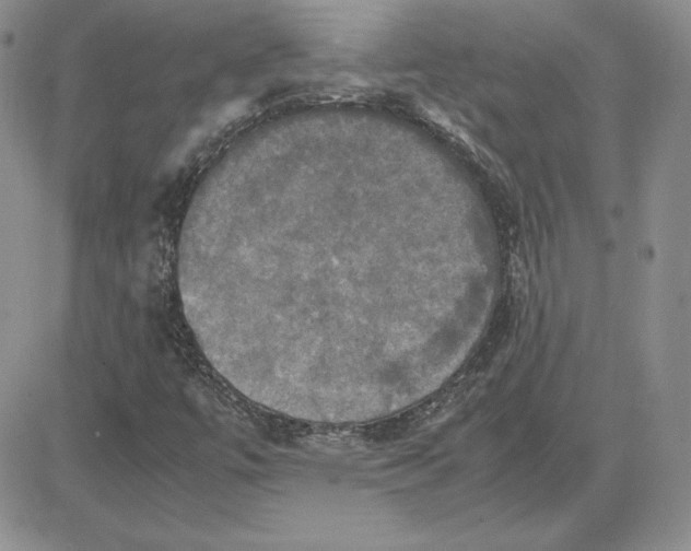 X0000081311447200701251731