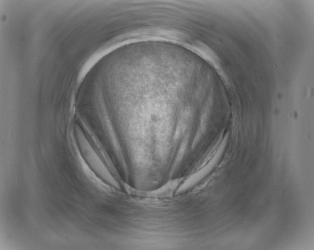 X0000081311524200701251730