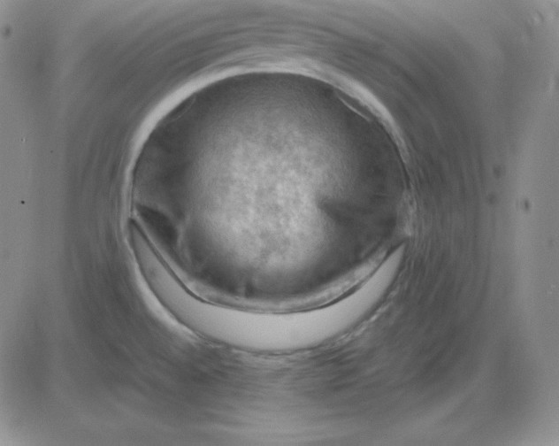 X0000081311528200701251730