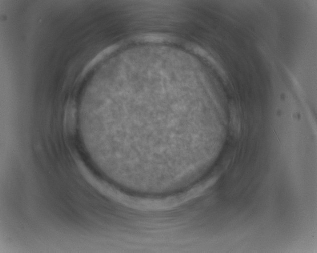 X0000081310016200702012346