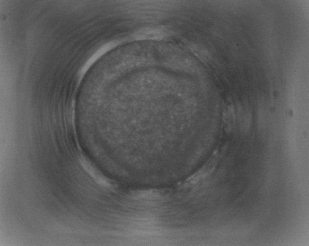 X0000081310100200702012344