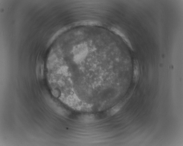 X0000081310110200702012344