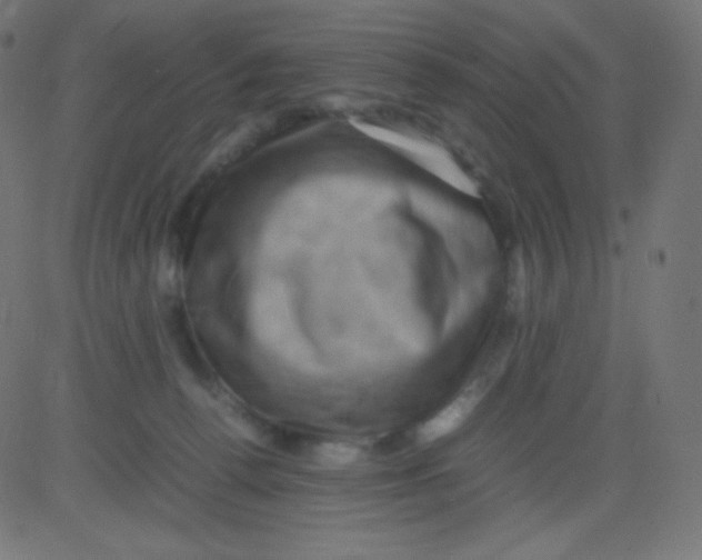 X0000081310176200702012343