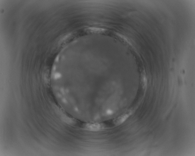 X0000081310181200702012343