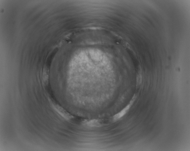 X0000081310186200702012343