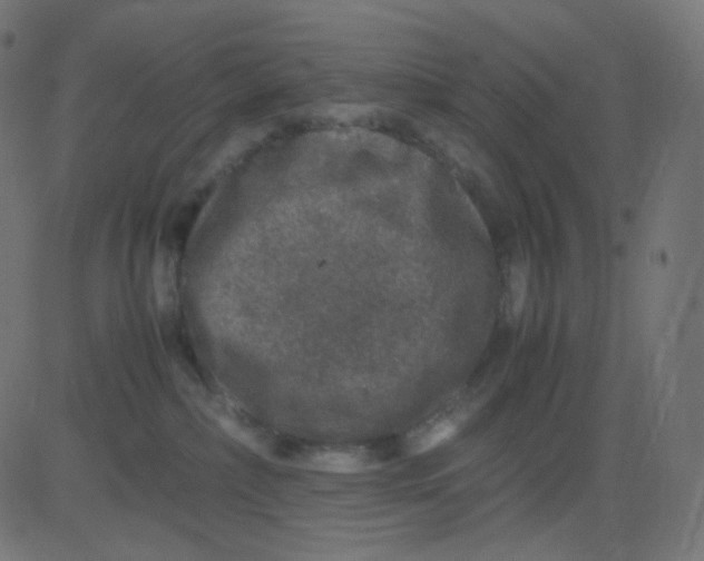 X0000081310236200702012342