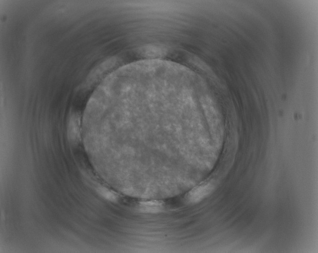 X0000081310240200702012342