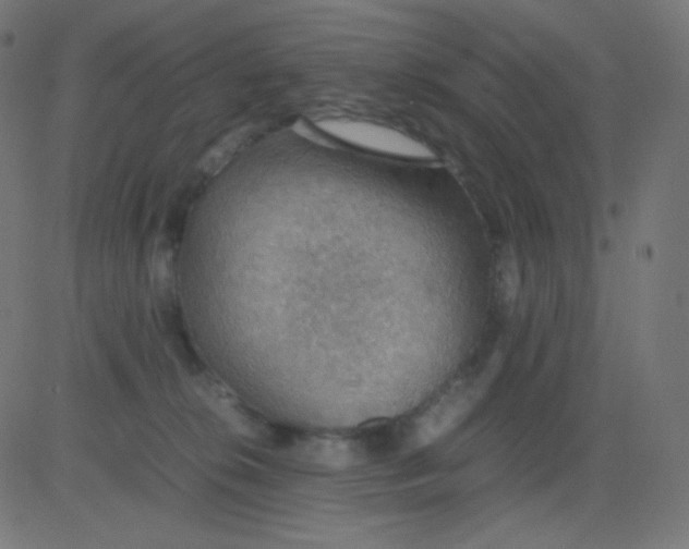 X0000081310276200702012342