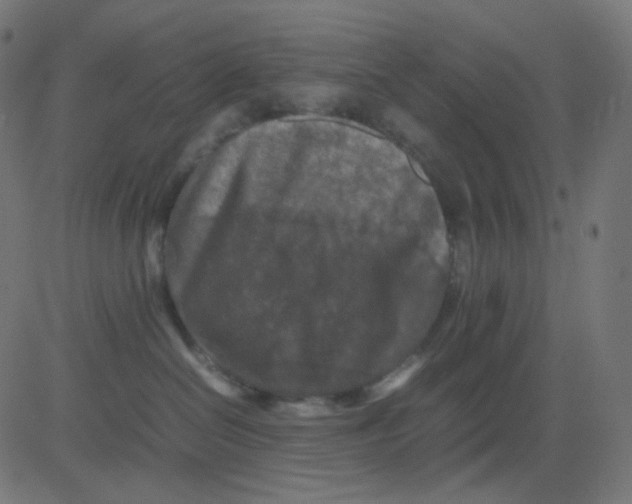 X0000081310286200702012342