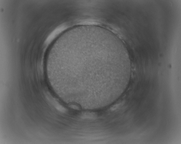 X0000081310296200702012341