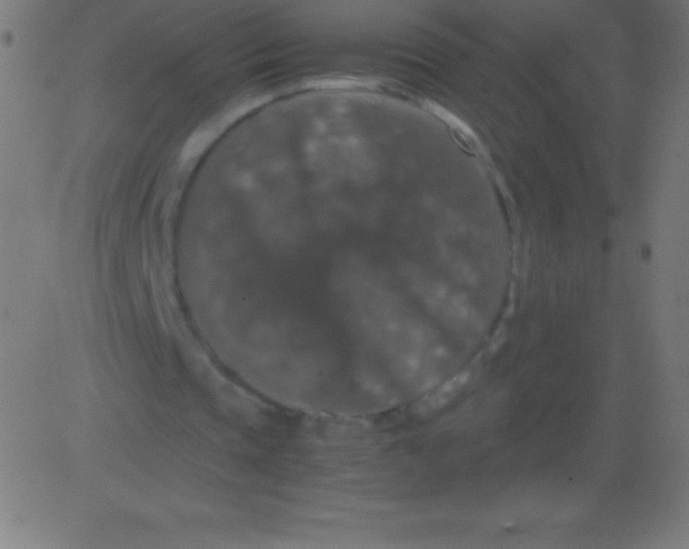 X0000081310337200702012340