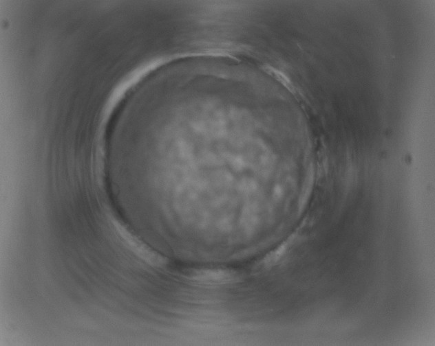 X0000081310342200702012340