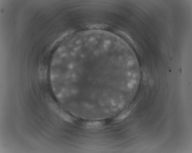 X0000081310357200702012340