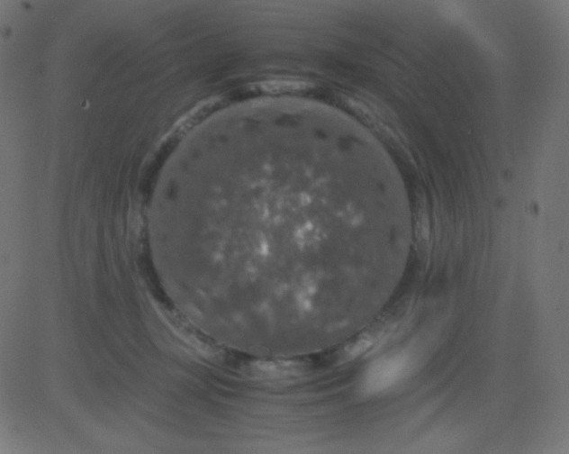 X0000081310367200702012340